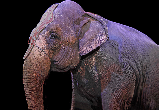  Столешница в Нукусе Каракалпакистане - Nukusda Stoleshnitsa НУКУСДА СТОЛЕШНИЦА 